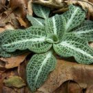 20 Downy Rattlesnake Plantain Orchid Root Systems, Perennial, Goodyera pubescens