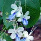 BLUE BUTTERFLY BUSH AKA BLUE WINGS Rooted Starter Plant Clerodendrum Ugandense BLUE BUTTERFLY BUSH AKA BLUE WINGS Rooted Starter Plant Clerodendrum Ugandense