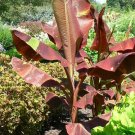 SIAM RUBY Variegated Ornamental Banana SMALL ROOTED STARTER PLANT VERY RARE SIAM RUBY Variegated Ornamental Banana SMALL ROOTED STARTER PLANT VERY RARE