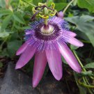 LAVENDER LADY PASSIFLORA Starter Plant Passiflora X Alato FRAGRANT! LAVENDER LADY PASSIFLORA Starter Plant Passiflora X Alato FRAGRANT!