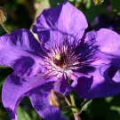 Clematis The President - 3 Live Plant in a 4 Inch Growers Pot Clematis The President - 3 Live Plant in a 4 Inch Growers Pot
