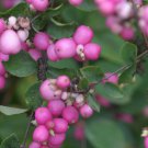 Proud Berry Coral Berry - 4" Pot - Symphoricarpos