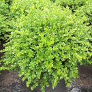 Chicagoland Green Boxwood - 4" pot - Buxus