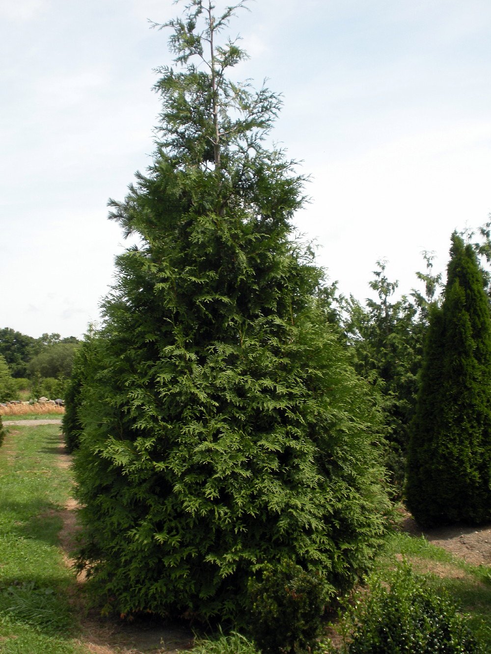 Spring Grove Western Arborvitae Thuja plicata - 4" Pot