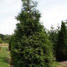 Spring Grove Western Arborvitae Thuja plicata - 4" Pot