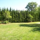 Full Speed A Hedge American Pillar Arborvitae - Thuja occidentalis - 4" Pot