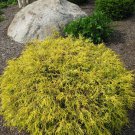 Golden Mop False Cypress -Chamaecyparis- Outside/Bonsai - 4" Pot