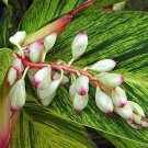 Variegated Ginger Plant - Alpinia zerumbet - Spicy Fragrance/Edible - 4" Pot