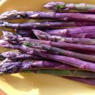 Purple Passion Asparagus 10 Roots - Passion in the Garden - Heirloom/No GMOs