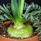 Rare Frizzle Sizzle Plant - Albuca - STRANGE - 2 Bulbs - Succulent House Plant