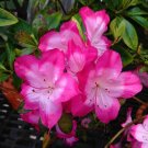 VIBRANT Azalea Rhododendron Deciduous Starter Plant STUNNING BI-COLOR BLOOMS