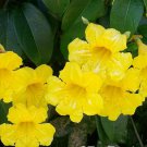 BIGNONIA YELLOW CROSSVINE Rooted Starter Plant ATTRACTS BUTTERFLIES BIGNONIA YELLOW CROSSVINE Rooted Starter Plant ATTRACTS BUTTERFLIES