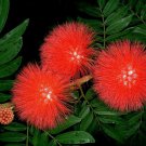 RED DWARF POWDER PUFF Starter Plant Calliandra Haematocephala Hummingbird Heaven RED DWARF POWDER PUFF Starter Plant Calliandra Haematocephala Hummingbird Heaven