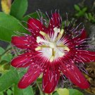 LADY MARGARET Red Burgundy Passion Flower Vine Fragrant Live Plant Passiflora LADY MARGARET Red Burgundy Passion Flower Vine Fragrant Live Plant Passiflora