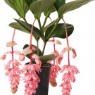 Royal GLOW Magnifica Medinilla Plant Live Well Rooted STARTER Plant VERY RARE