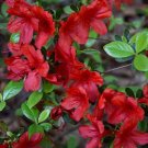 MIDNIGHT FLARE Azalea Rhododendron Deciduous SMALL ROOTED Starter Plant MIDNIGHT FLARE Azalea Rhododendron Deciduous SMALL ROOTED Starter Plant