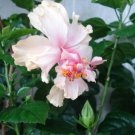 PRIDE OF HANKINS WHITE Rooted Tropical Hibiscus Starter Plant Triple WHITE Bloom