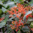 Medinilla SCORTECHINII Live SMALL Well Rooted Starter Flower Plant Medinilla SCORTECHINII Live SMALL Well Rooted Starter Flower Plant