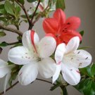 IVERYYANA Azalea Rhododendron Deciduous Starter Plant WHITE & PEACH STRIPED!