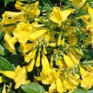 YELLOW BELLS Esperanza Tecoma Stans YELLOW TRUMPET STARTER PLANT YELLOW BELLS Esperanza Tecoma Stans YELLOW TRUMPET STARTER PLANT