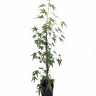 Japanese Maple - Bonsai/Outdoors - Acer palmatum Atropurpureum - Quart Pot 1 Year Japanese Maple - Bonsai/Outdoors - Acer palmatum Atropurpureum - Quart Pot 1 Year