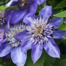3 Clematis Multi Blue Live Plant in a 4 Inch Growers Pot Starter Plant