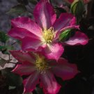 5 Asao Clematis Live Plant in a 4 Inch Growers Pot Starter Vine