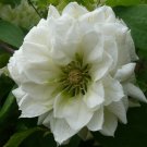 3 Clematis Dutchess of Edinburgh Live Plant in a 4 Inch Growers Pot