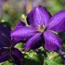 3 Clematis Jackmanii Live Plant in a 4 Inch Growers Pot Starter Plant 3 Clematis Jackmanii Live Plant in a 4 Inch Growers Pot Starter Plant