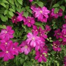 3 Clematis Sunset Live Plant in a 4 Inch Growers Pot Starter Plant 3 Clematis Sunset Live Plant in a 4 Inch Growers Pot Starter Plant