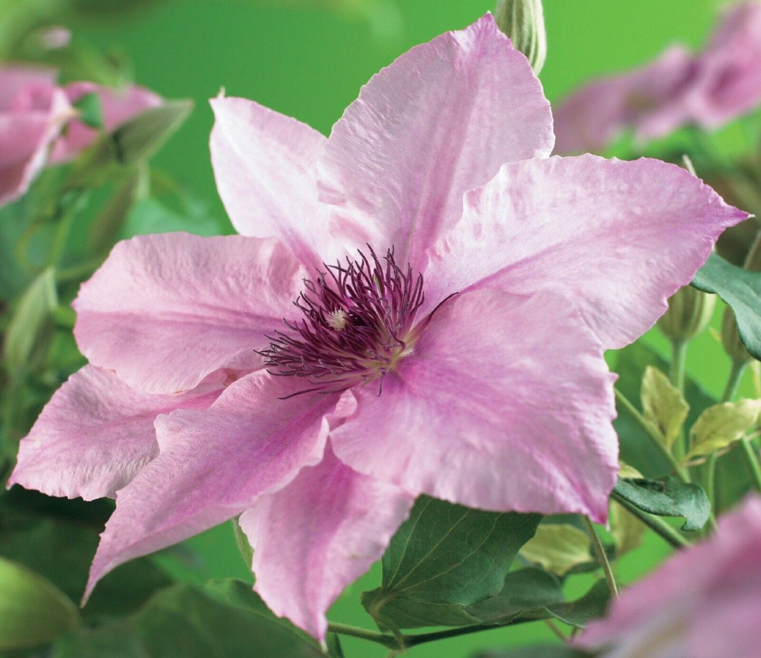 3 Clematis Pink Fantasy Live Plant in a 4 Inch Growers Pot Starter Plant