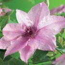 3 Clematis Pink Fantasy Live Plant in a 4 Inch Growers Pot Starter Plant 3 Clematis Pink Fantasy Live Plant in a 4 Inch Growers Pot Starter Plant