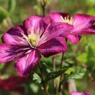3 Clematis Ville de Lyon Live Plant in a 4 Inch Growers Pot