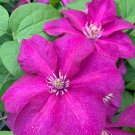 5 Clematis Cardinal Wyszynski Vine Live Plant in a 4 Inch Growers Pot 5 Clematis Cardinal Wyszynski Vine Live Plant in a 4 Inch Growers Pot