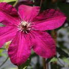3 Clematis Westerplatte Live Plant in a 4 Inch Growers Pot
