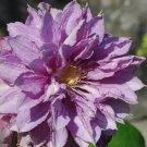 3 Clematis Proteus Live Plant in a 4 Inch Growers Pot Starter Plant