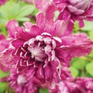3 Clematis Purpurea Plenas Elegans Live Plant in a 4 Inch Growers Pot