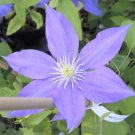3 Clematis HF Young Live Plant in a 4 Inch Growers Pot Starter Plant 3 Clematis HF Young Live Plant in a 4 Inch Growers Pot Starter Plant