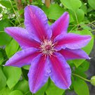 3 Clematis Fireworks Live Plant in a 4 Inch Growers Pot Starter Plant 3 Clematis Fireworks Live Plant in a 4 Inch Growers Pot Starter Plant