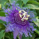 MAYPOP PASSIFLORA Starter Plant Passiflora Incarnata BUTTERFLY HEAVEN MAYPOP PASSIFLORA Starter Plant Passiflora Incarnata BUTTERFLY HEAVEN