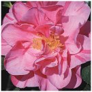 DAD'S PINK Camellia Japonica STARTER Plant Pink with Dark Pink/Red stripes! DAD'S PINK Camellia Japonica STARTER Plant Pink with Dark Pink/Red stripes!
