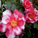CHARLEAN VAREIGATED Camellia Japonica-Starter Plant GORGEOUS BI COLOR BLOOMS CHARLEAN VAREIGATED Camellia Japonica-Starter Plant GORGEOUS BI COLOR BLOOMS