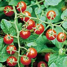 Red Lake Currant Bush - NO SHIP to NC, WV, NH - 2.5" Pot