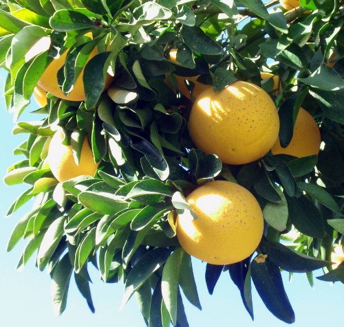 Red Flame Grapefruit Tree - Fruiting Size - 4x12" Pot -No Ship Tx,Fl,Az,Ca,La,Hi