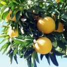 Red Flame Grapefruit Tree - Fruiting Size - 4x12" Pot -No Ship Tx,Fl,Az,Ca,La,Hi