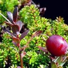 American Pilgrim Cranberry Bush - Great Groundcover - Delicious - 3" Pot