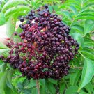 Bob Gordon Elderberry Perennial Shrub - Sambucus - 3.25" Pot