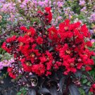 CENTER STAGE Red Crapemyrtle - Lagerstroemia indica - 4" Pot