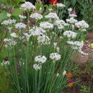Garlic Chives - Chinese Leeks - Hardy Perennial - 3" Pot