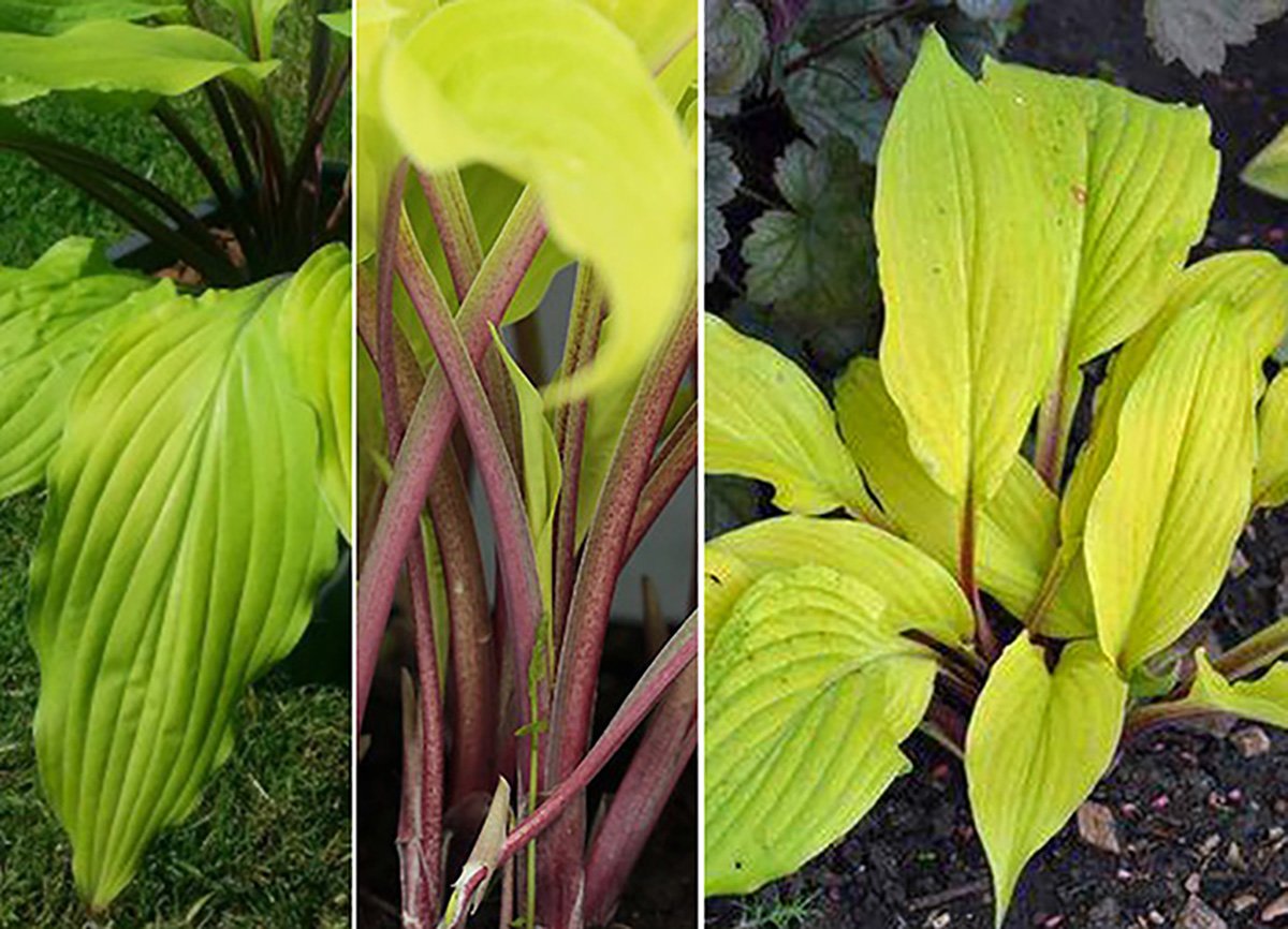 Lipstick Blonde Hosta Impossible to Overlook in the Garden 4" Pot